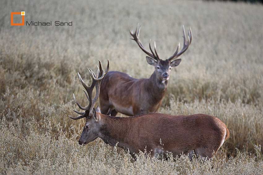 Salget af Naturstyrelsens dagjagter starter i dag