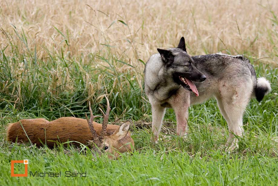 Hund overlever 24 dage i skoven Hund overlever 24 dage i skoven
