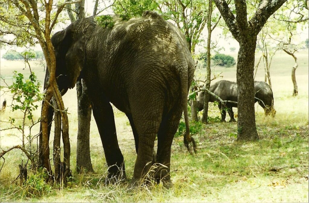 Zimbabwes sammenbrud truer landets vildtbestand