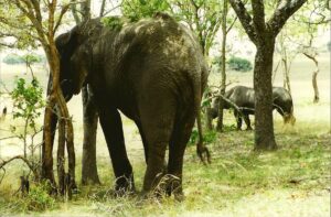Zimbabwes sammenbrud truer landets vildtbestand