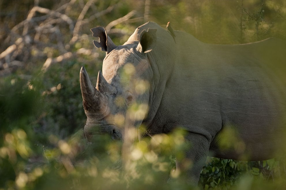 Jagtrejse-udsalget skydes i gang
