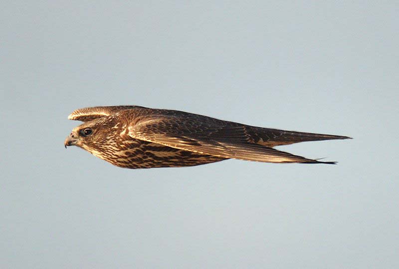 Stationær jagtfalk på Sydsjælland Stationær jagtfalk på Sydsjælland