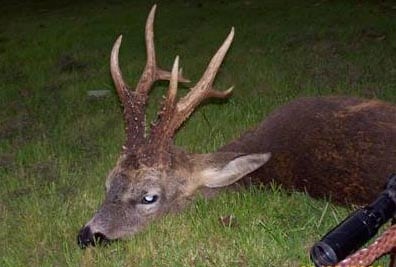 Guldbuk i rekordklasse