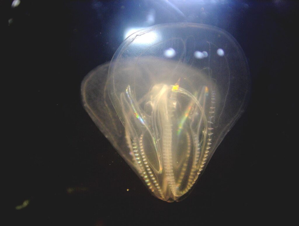 Gople truer havørredfiskeri Gople truer havørredfiskeri