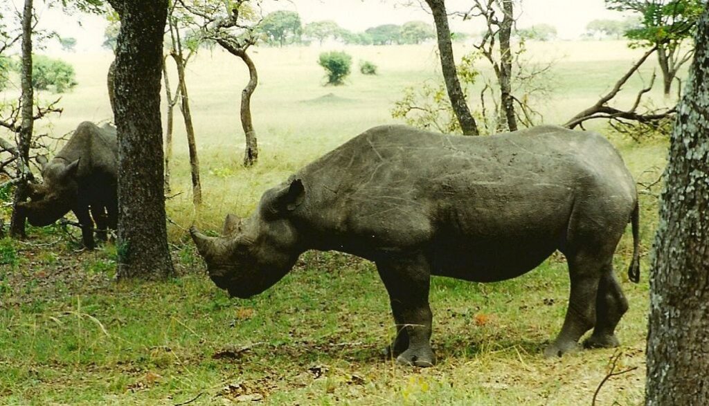 Kinesisk Viagra fra Afrika Kinesisk Viagra fra Afrika