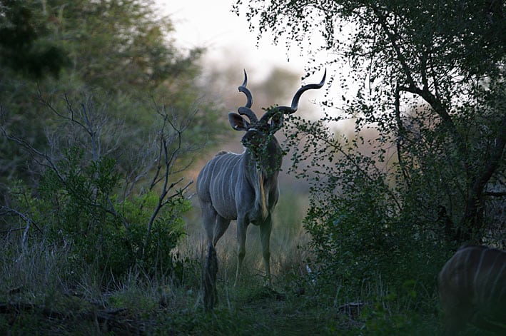 Kenya tillader måske begrænset jagt