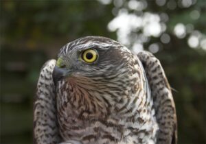 Spurvehøgen som logerende - ikke så ringe endda