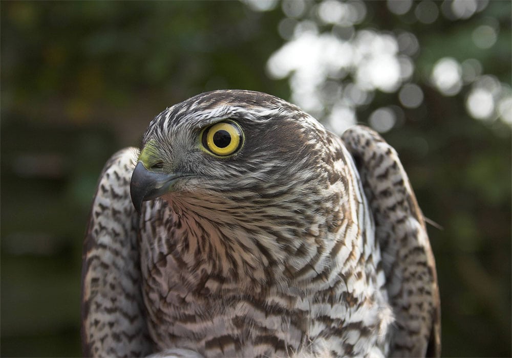 Spurvehøgen som logerende - ikke så ringe endda