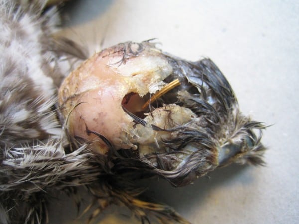 Skudt rovfugl ved Saltbæk Vig