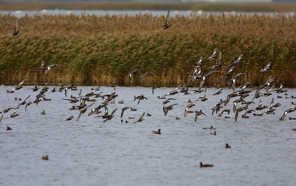Årets første tilfælde af fugleinfluenza er fundet i en and, skudt under en jagt i den østlige del af Tyskland, oplyser EU-Kommissionen.