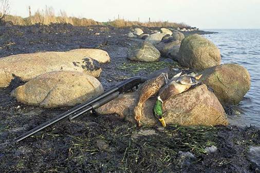 EU vejledning i bæredygtig jagt