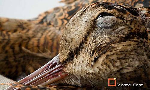 Fund af syge eller døde vilde fugle