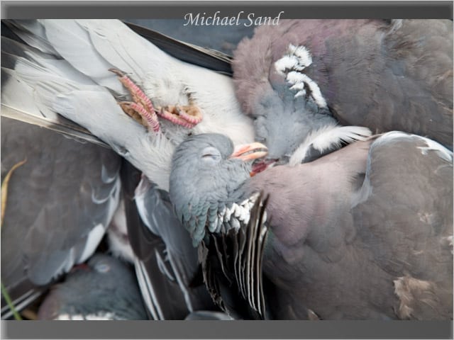 Ringe udsigt til ringduejagt i september