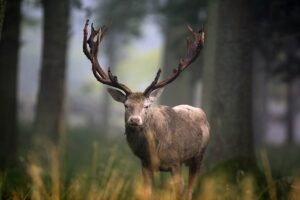 Skal hjorteplan evalueres i utide?