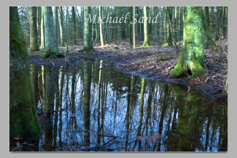 Flere penge til landmænd, der vil plante skov