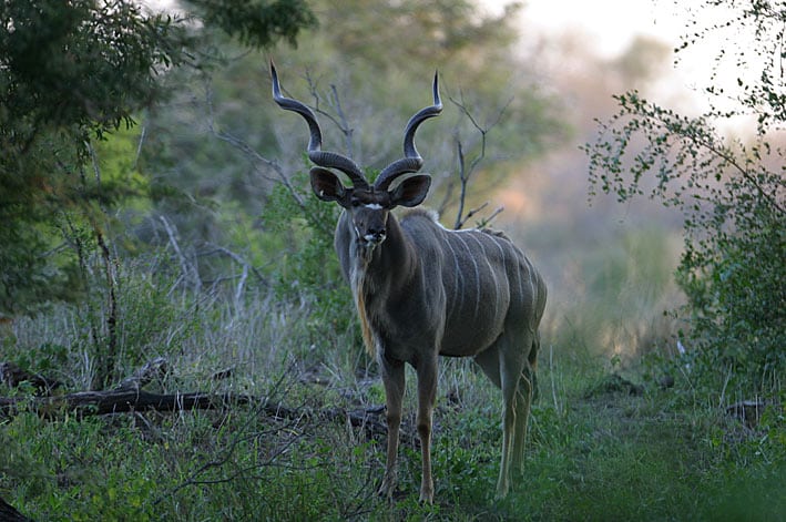 Finanskrisen rammer Namibias safariselskaber