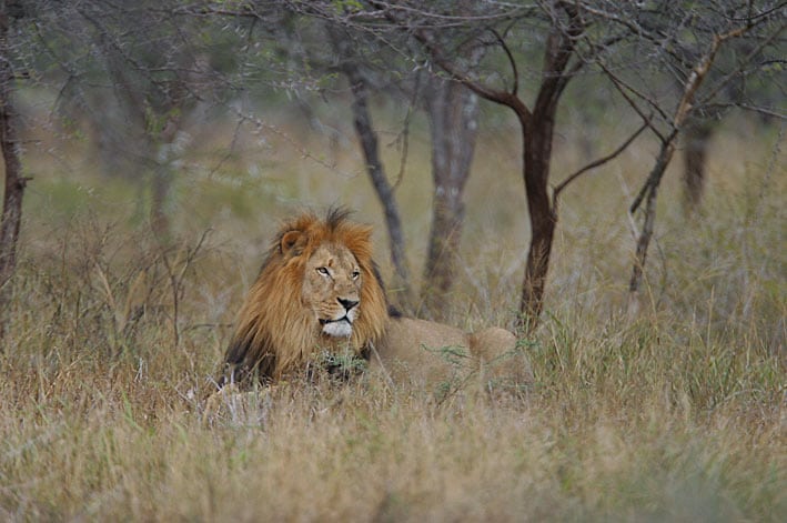 Slagtehus i diplomaternes forstad!