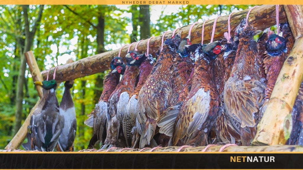 Blandede følelser for jagt på udsat vildt Blandede følelser for jagt på udsat vildt