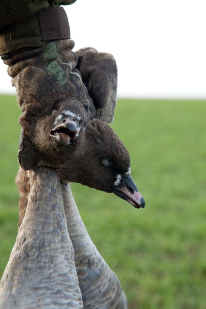 Gåsegyset virker ikke