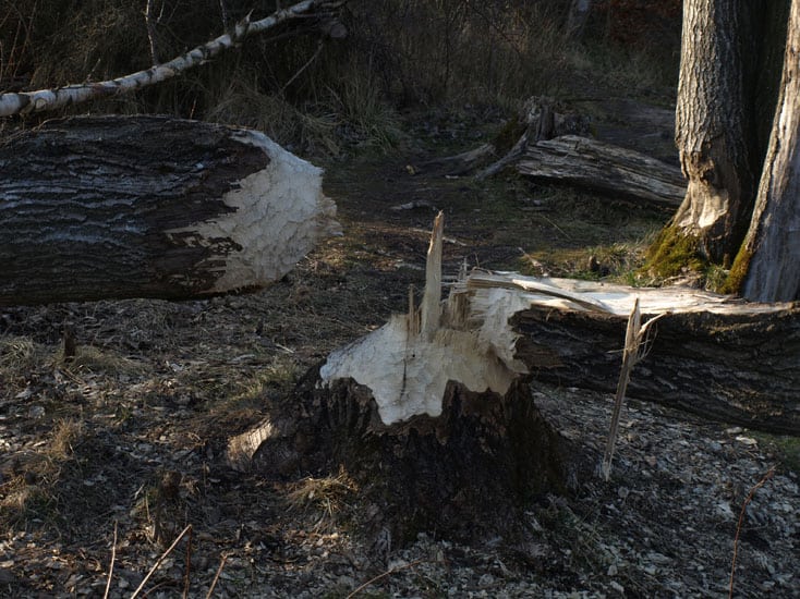 10 års bæverjubilæum – med succes!