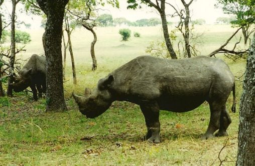 Næsehorn og finanskrise