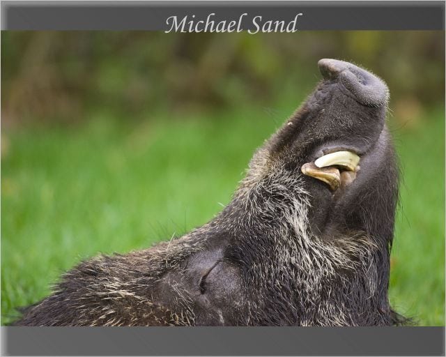 Vildsvin på 217 kilo