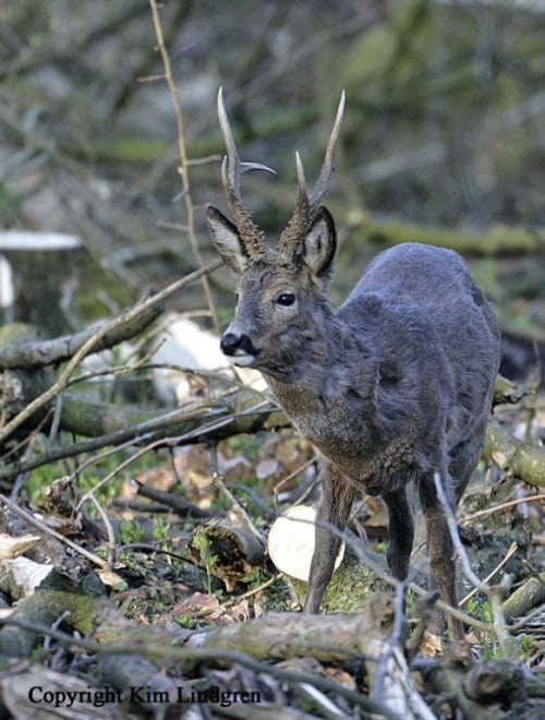 Opskrift på kæmpebukke