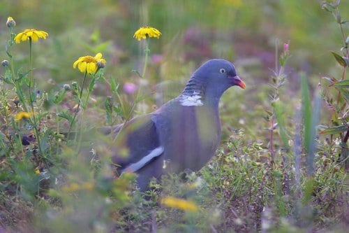 Jagttegnspenge skal gavne jagten