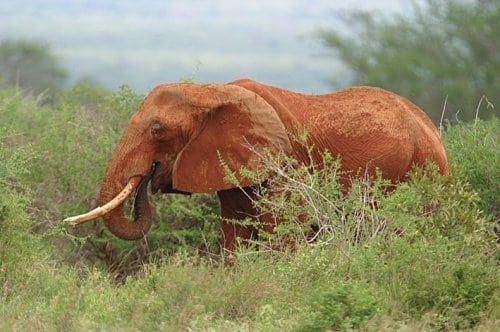 Elefant maser storvildtjæger til døde
