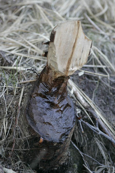 Bæverne får comeback på Sjælland
