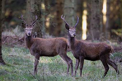 Nedslagtning er et krav