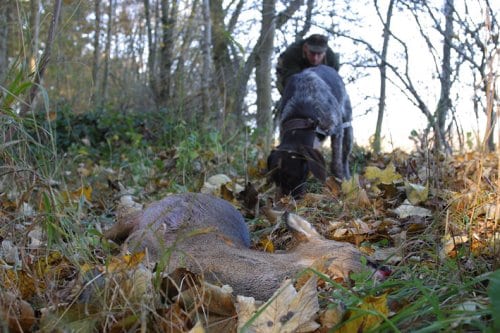 Svenske schweisshundeførere honoreres