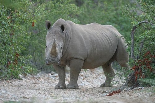 Næsehorns krybskytter med kongelig ”forbindelse” Næsehorns krybskytter med kongelig ”forbindelse”
