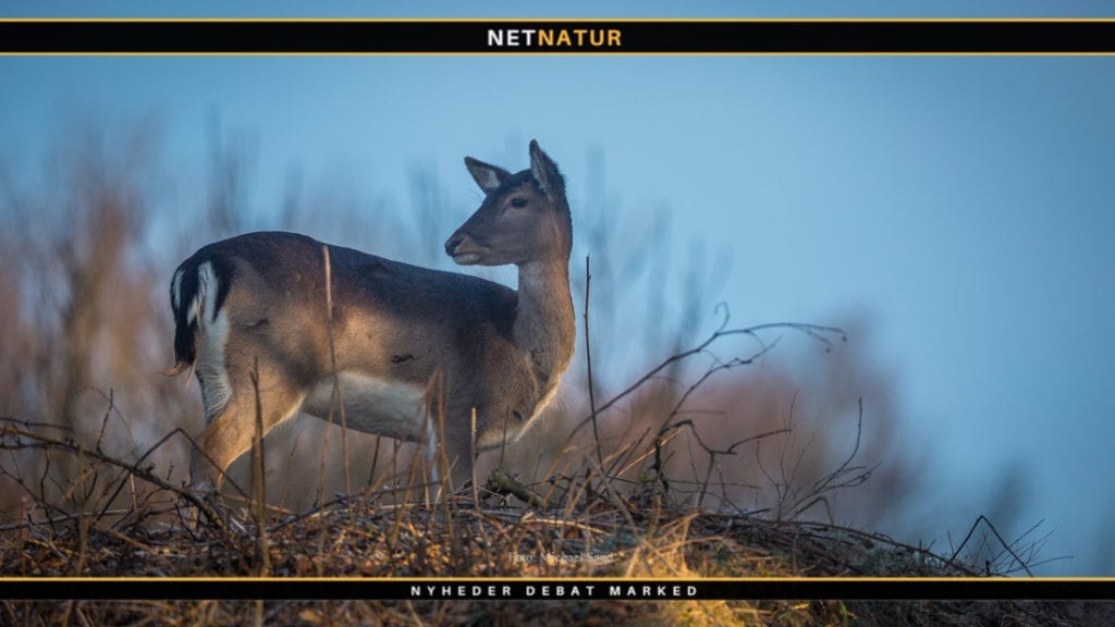 Bryd monopolet på jagttidsforhandlingerne