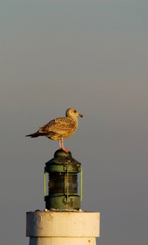 Havn vil ikke give måger en håndsrækning
