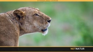 Kenyas løver forsvinder