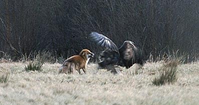 Ny generation af danske kongeørne