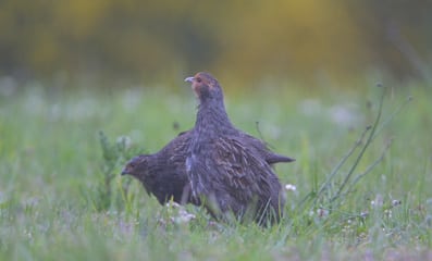 Skab fuglehuller i kæmpemarkerne