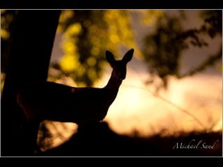 Råen fredes i oktober!