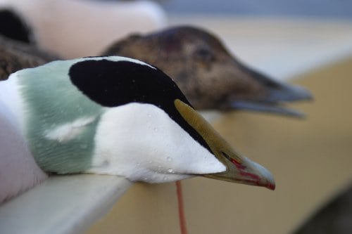 DN vrede over tilladelse til muslingeskrab