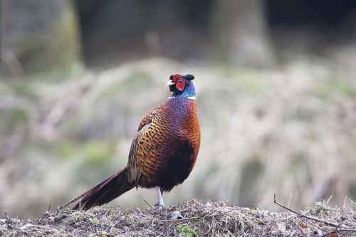 Enhver udsætning af fasan, agerhøne og gråand skal indberettes digitalt til Miljøstyrelsen.