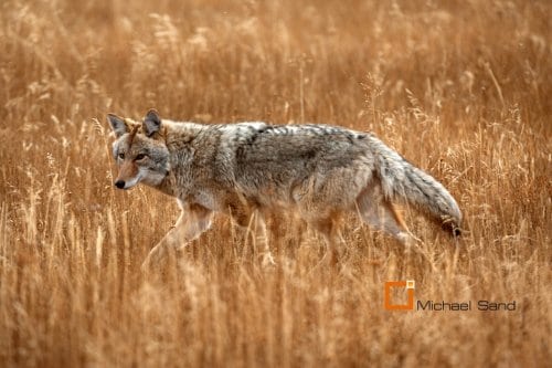 Prærieulve dræbte canadisk sangerinde Prærieulve dræbte canadisk sangerinde