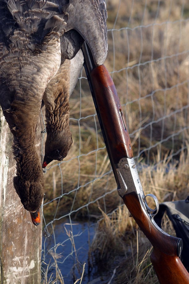 Tajgasædgæs afsløret