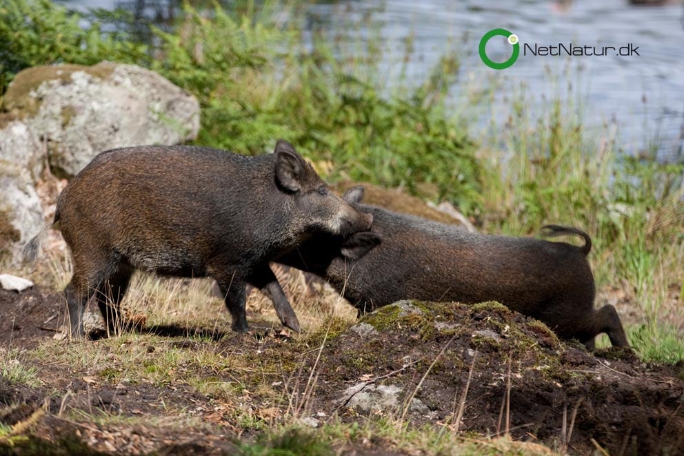 Den danske jæger, der var anklaget for at opstille et overvågningskamera i Sverige, er frifundet.