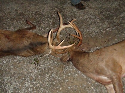 Buejægerens double!