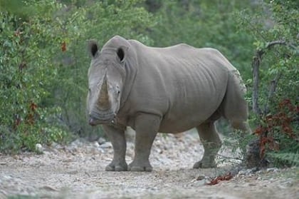 Usædvanligt trofækrav!