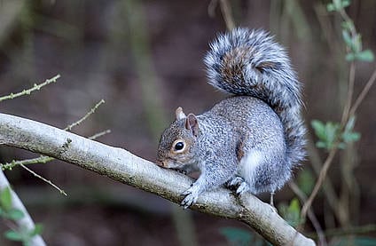 Sorte og grå egern i udlandet