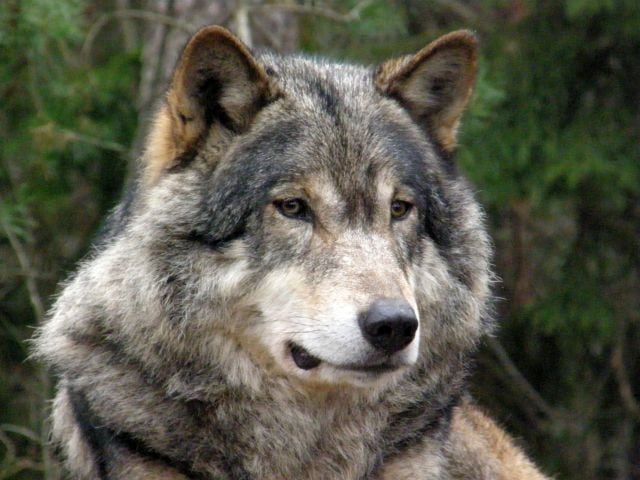 Sveriges voksende ulveproblem.