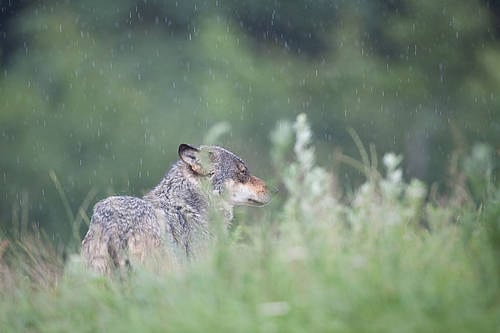Trusler mod ulvejægere Der har været voldsom kritik af jagten på ulv i Sverige, hvor der er udstedt tilladelser til at skyde 27 ulve ud af en estimeret bestand på 250.