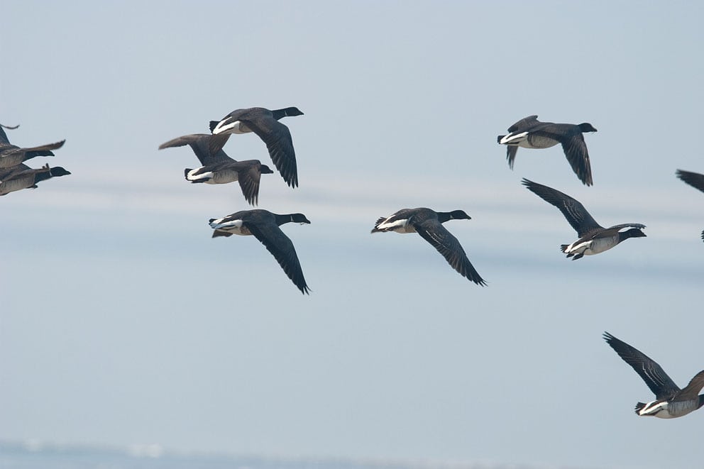 Danmarks vigtigste fugl flygter fra sne og kulde Danmarks vigtigste fugl flygter fra sne og kulde